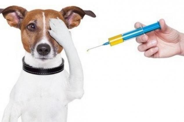 Hromadná vakcinácia psov proti besnote 1